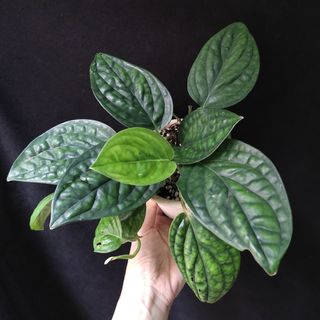 （分類：）位於 。 由 vitaminvitamin 提交（商品編號 1446870970，圖片 1）。簡介： 。