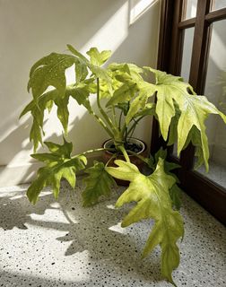 （分類：）位於 。 由 topsshop 提交（商品編號 1446836229，圖片 1）。簡介： 。