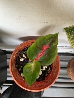 (Category: ) located in . Submitted by kcguni (Listing ID 1446796600, Image 1). Description: .