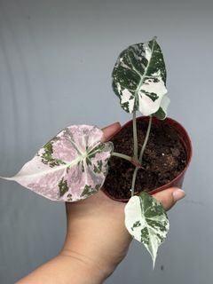 (Category: ) located in . Submitted by plant_habitat (Listing ID 1446846840, Image 1). Description: .