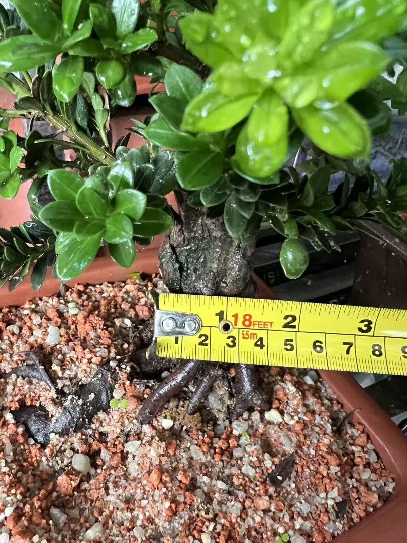 bonsai Podocarpus (Category: Plants & Seeds) located in Singapore. Submitted by chinlin9379926 (Listing ID 1446790708, Image 2). Description: 黑珍珠罗汉松母树会结果 Cod JB area or arrange transport send SG pm if interested .