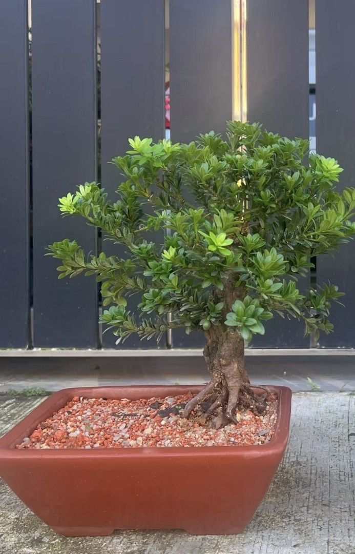 bonsai Podocarpus (Category: Plants & Seeds) located in Singapore. Submitted by chinlin9379926 (Listing ID 1446790708, Image 1). Description: 黑珍珠罗汉松母树会结果 Cod JB area or arrange transport send SG pm if interested .