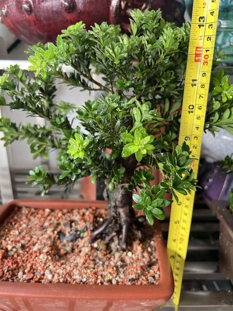 bonsai Podocarpus (Category: Plants & Seeds) located in Singapore. Submitted by chinlin9379926 (Listing ID 1446790708, Image 3). Description: 黑珍珠罗汉松母树会结果 Cod JB area or arrange transport send SG pm if interested .