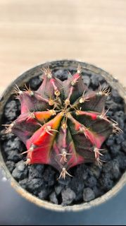 (Category: ) located in . Submitted by desertbalcony (Listing ID 1445692588, Image 1). Description: .