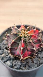 (Category: ) located in . Submitted by desertbalcony (Listing ID 1445692977, Image 1). Description: .