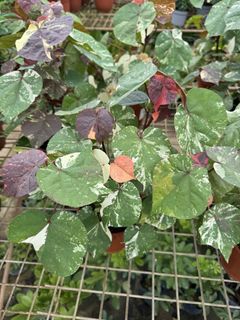 (Category: ) located in . Submitted by gardenfunfarm (Listing ID 1446870051, Image 1). Description: .