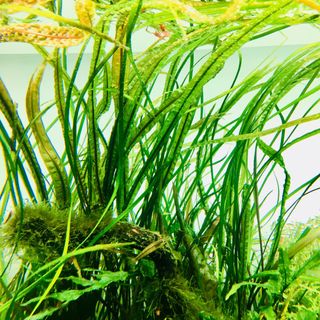 (Category: ) located in . Submitted by framedjungle (Listing ID 1446759853, Image 1). Description: .
