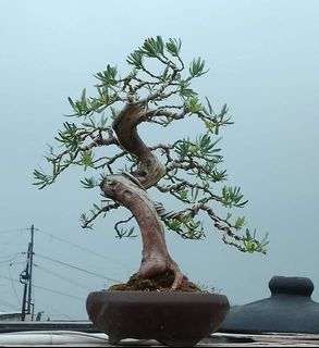 Bonsai Collection item 3
