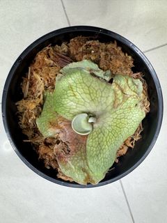(Category: ) located in . Submitted by staghauntfuns (Listing ID 1446789289, Image 1). Description: .