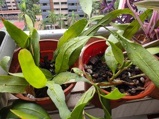 (Category: ) located in . Submitted by kcguni (Listing ID 1446792099, Image 1). Description: .