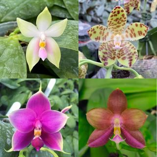 Novelty Phalaenopsis and Phalaenopsis species Collection item 1