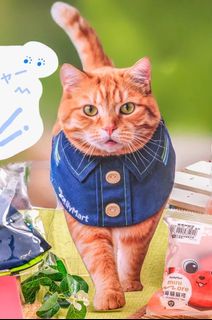 🧸 台灣限定公仔・動漫周邊 Collection item 1