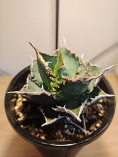 （分類：）位於 。 由 plantplayer 提交（商品編號 1441891432，圖片 1）。簡介： 。
