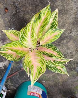 (Category: ) located in . Submitted by plantcorner (Listing ID 1441795365, Image 1). Description: .