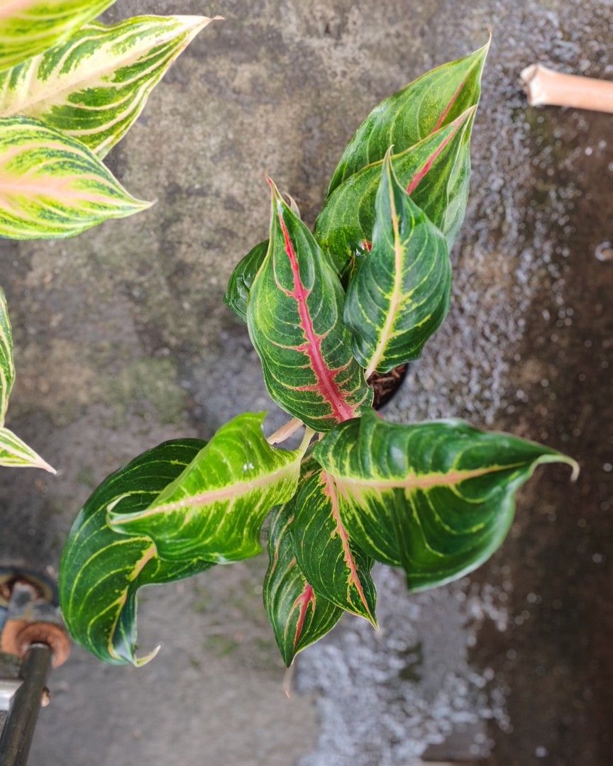Aglaonema pink and red panama (Category: Plants & Seeds) located in Quezon City. Submitted by plantcorner (Listing ID 1441795365, Image 3). Description: 350 each.