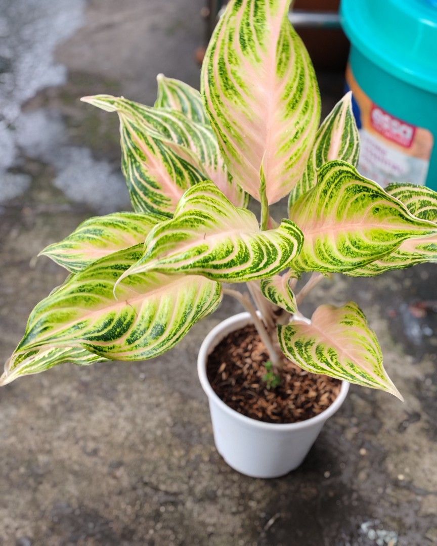 Aglaonema pink and red panama (Category: Plants & Seeds) located in Quezon City. Submitted by plantcorner (Listing ID 1441795365, Image 2). Description: 350 each.
