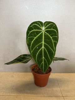 Anthurium Panamense, Furniture & Home Living, Gardening, Plants & Seeds on  Carousell