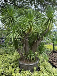 (Category: ) located in . Submitted by plants_sale (Listing ID 1441797302, Image 1). Description: .