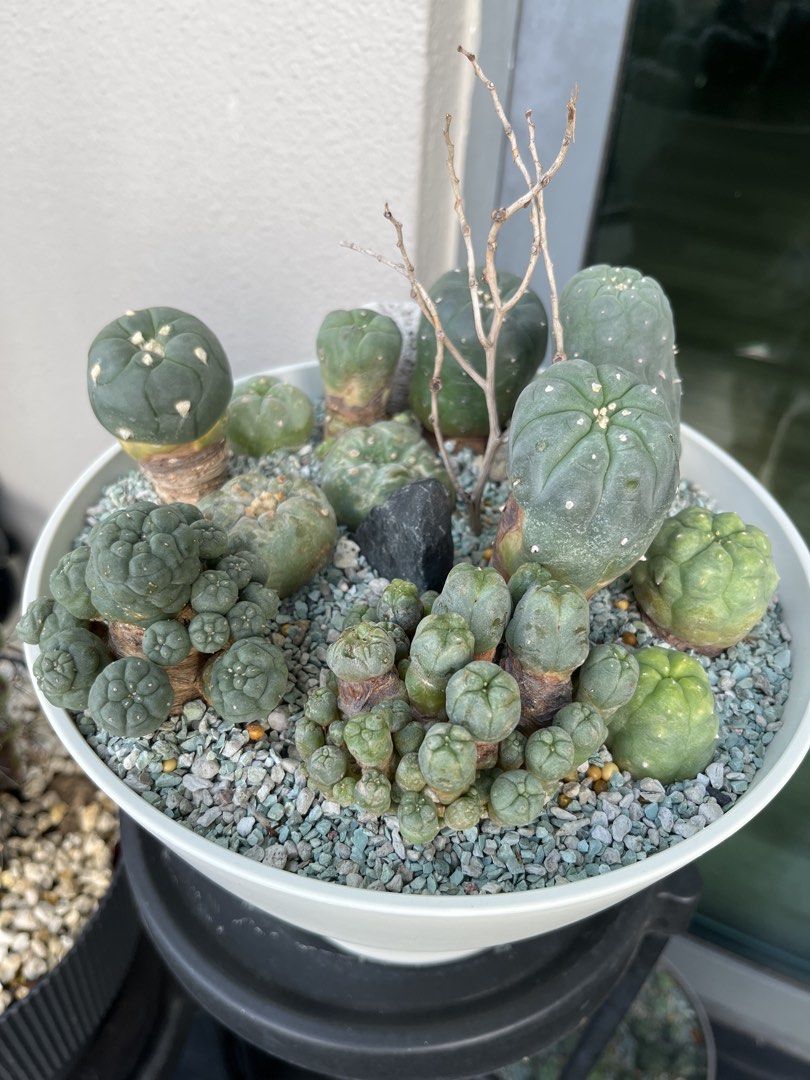 Cactus472737032773969921