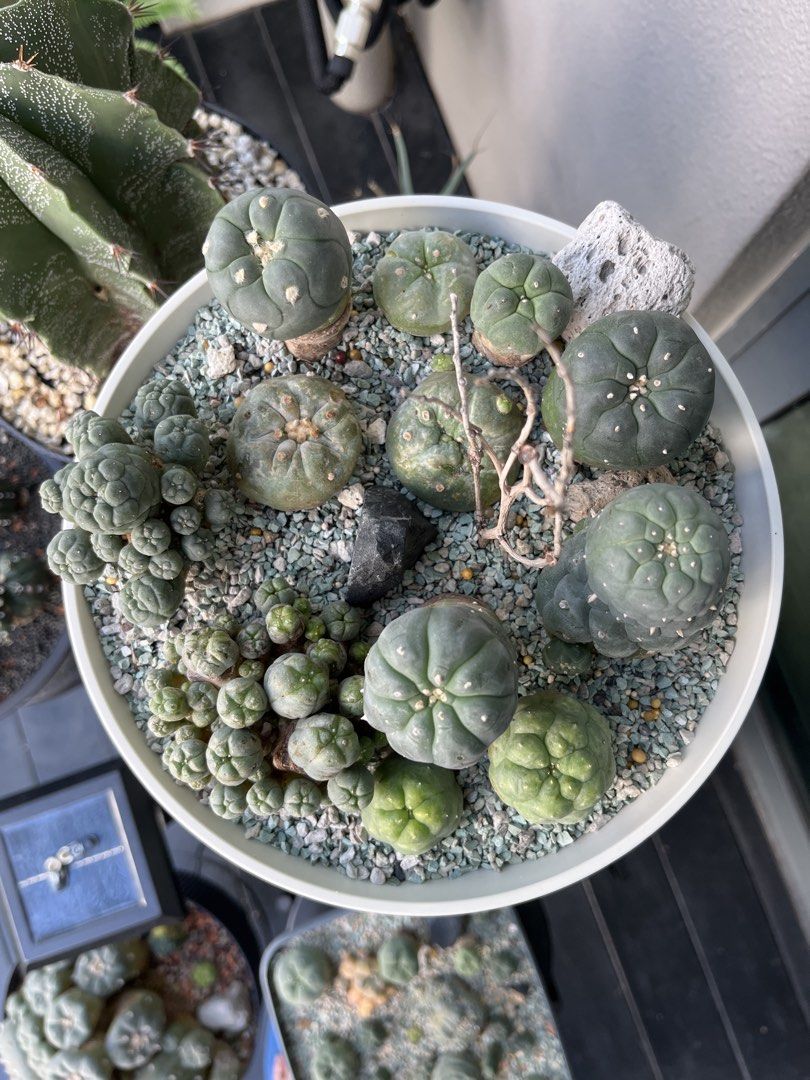 Cactus472737032773969920