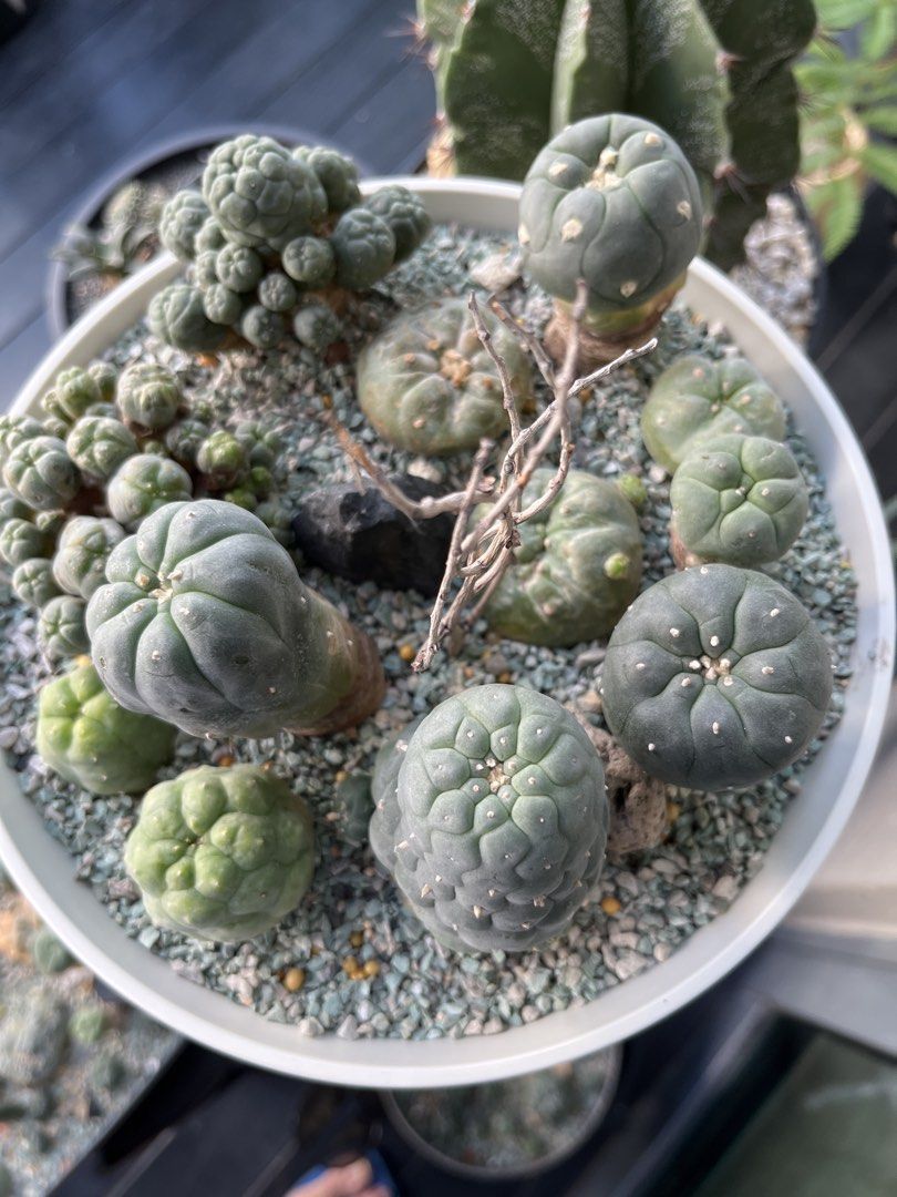 Cactus472737032773969923