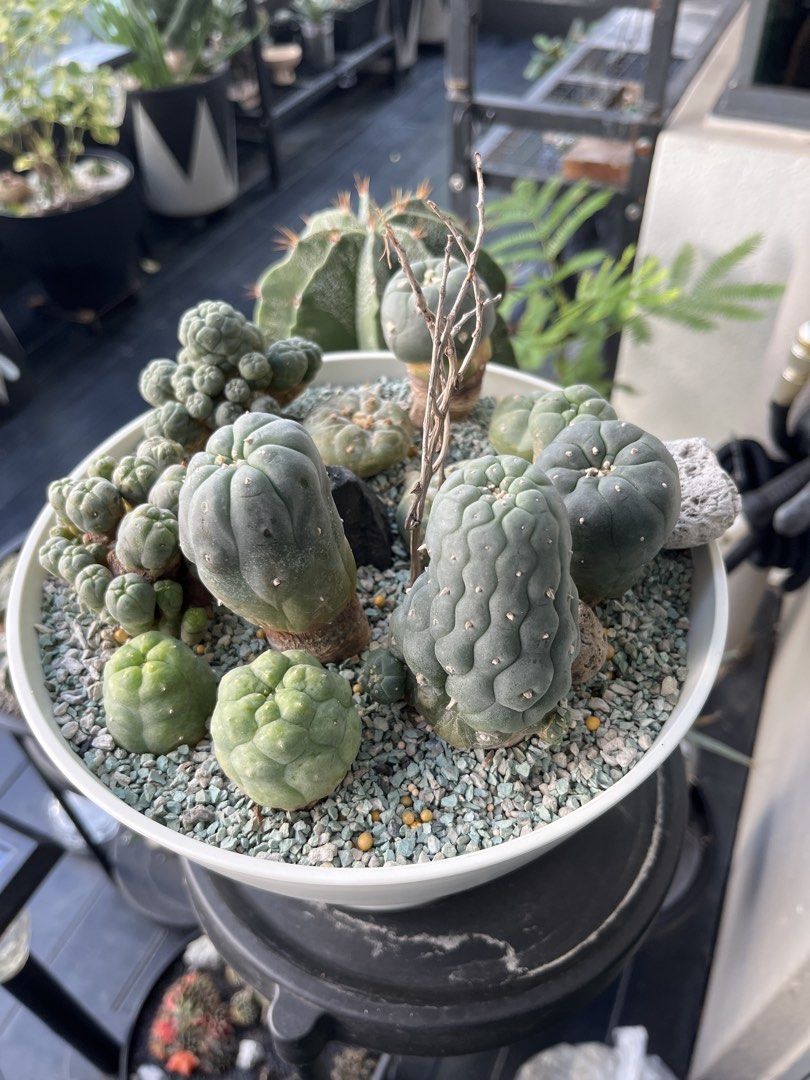 Cactus472737032773969922