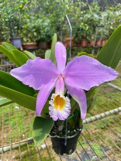 Cattleya Alliance  Collection item 2