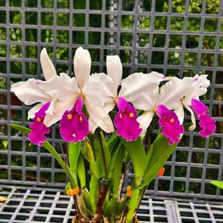 Cattleya Alliance  Collection item 1