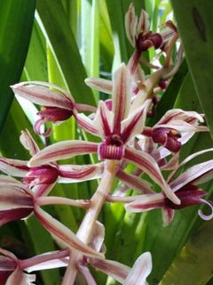 Other Orchid species and hybrids Collection item 1