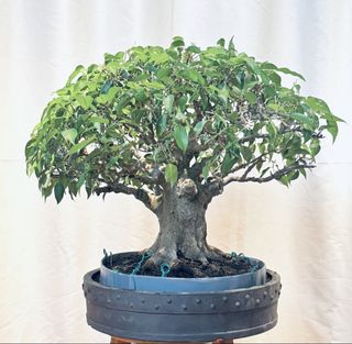 (Category: ) located in . Submitted by tropical_bonsai_tree (Listing ID 1441317287, Image 1). Description: .