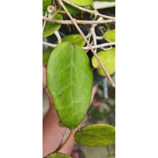 (Category: ) located in . Submitted by sindo.sg (Listing ID 1441834803, Image 1). Description: .