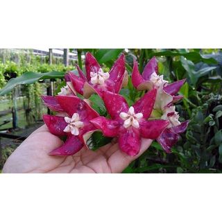 (Category: ) located in . Submitted by sindo.sg (Listing ID 1441834132, Image 1). Description: .