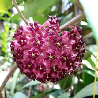 (Category: ) located in . Submitted by sindo.sg (Listing ID 1441837526, Image 1). Description: .