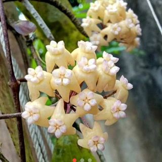 (Category: ) located in . Submitted by sindo.sg (Listing ID 1441843895, Image 1). Description: .