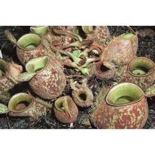 Carnivorus Plant 收藏品 2