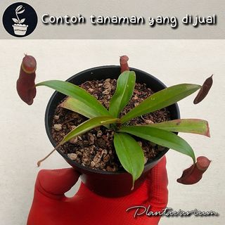 Carnivorus Plant 收藏品 3