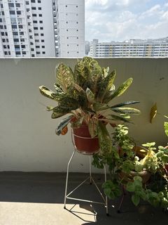 (Category: ) located in . Submitted by rakshitha77328 (Listing ID 1441829574, Image 1). Description: .