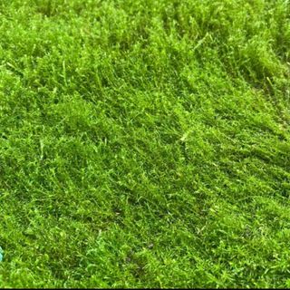 (Category: ) located in . Submitted by growurban.sg (Listing ID 1441816300, Image 1). Description: .