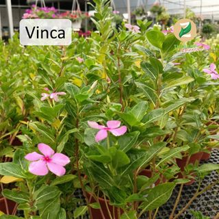 Plants Collection item 3