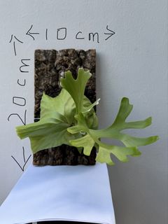 (Category: ) located in . Submitted by plantyourway (Listing ID 1441858957, Image 1). Description: .