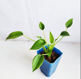 (Category: ) located in . Submitted by goodflorist (Listing ID 1441971757, Image 1). Description: .
