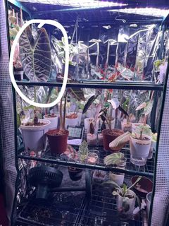 (Category: ) located in . Submitted by imc888 (Listing ID 1442138126, Image 1). Description: .