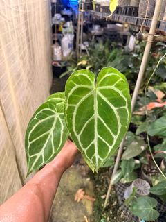 (Category: ) located in . Submitted by seletar_plants (Listing ID 1442126175, Image 1). Description: .