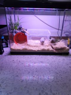 (Category: ) located in . Submitted by wxian (Listing ID 1441989836, Image 1). Description: .