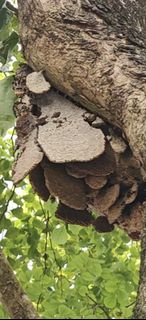 (Category: ) located in . Submitted by home_pest_specialist (Listing ID 1442001128, Image 1). Description: .