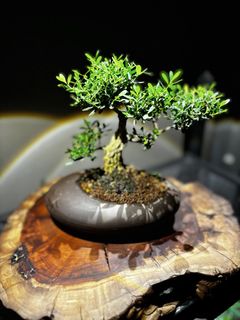 Feroniella Bonsai Tree, Furniture & Home Living, Gardening, Plants & Seeds  on Carousell