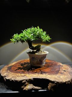 (Category: ) located in . Submitted by muyu-bonsai-77 (Listing ID 1442054591, Image 1). Description: .