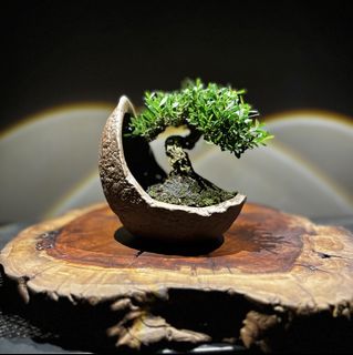 (Category: ) located in . Submitted by muyu-bonsai-77 (Listing ID 1442056307, Image 1). Description: .