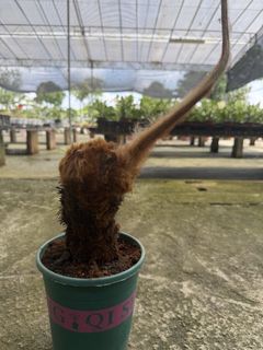 (Category: ) located in . Submitted by addicted2plants (Listing ID 1442042384, Image 1). Description: .
