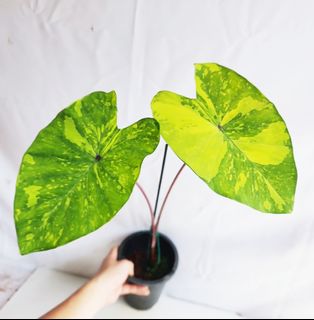 (Category: ) located in . Submitted by goodflorist (Listing ID 1441971235, Image 1). Description: .